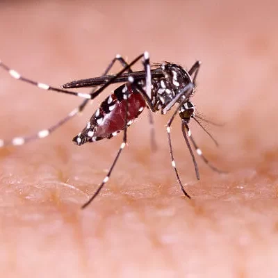 Dengue