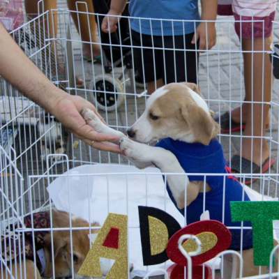 Google-FOTO-PRINCIPAL-Adocao-1024x683