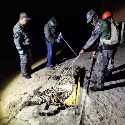 Onça que atacabou caseiro foi capturada