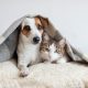 Dog and cat together. Dog hugs a cat under the rug at home. Friendship of pets