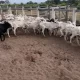 Rebanho - Gado - Bezerros